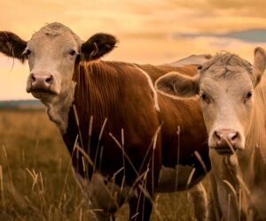 Les fausses bonnes idées pour aider la faune