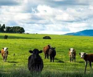 Déménager de la ville à la campagne, mais qui sont les néo-ruraux ?