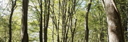 Découvrez la forêt de Tronçais, l'un des plus beaux massifs forestiers !
