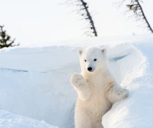 5 espèces menacées par le réchauffement climatique… Ça chauffe !