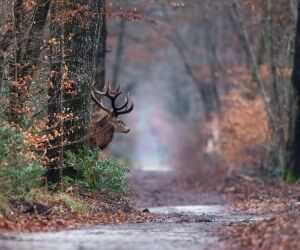 4 idées de randonnées à faire à Fontainebleau