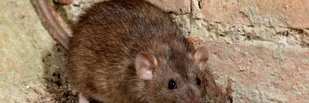 Comment chasser les rats efficacement quand on a un poulailler ?