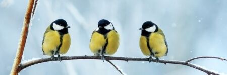 5 façons de prendre soin des oiseaux l’hiver