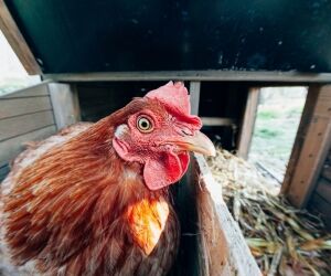 Comment créer un poulailler confortable pour vos poulettes ?