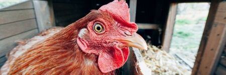 Comment créer un poulailler confortable pour vos poulettes ?