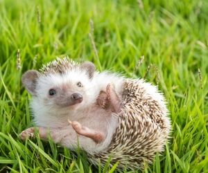 7 animaux à avoir au jardin, ciao les pesticides !