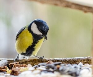 Mangeoire oiseaux : tout savoir pour bien les nourrir
