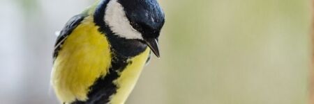 Mangeoire oiseaux : tout savoir pour bien les nourrir