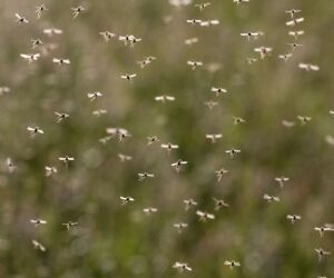 Comment se débarrasser des moucherons naturellement ?