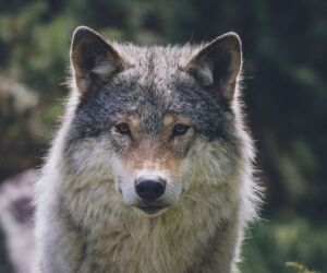 Le Loup en France, loup y es-tu ?