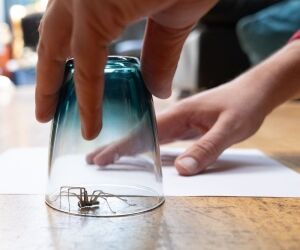 Araignées de maison, ne les tuez surtout pas !