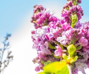 Ces 10 plantes d'extérieur qui ne demandent aucun entretien