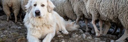 Patou : tout savoir sur le chien de montagne des Pyrénées