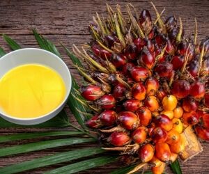 L'huile de palme, un désastre écologique à éviter à tout prix