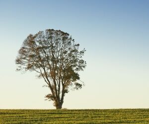 Offrez un arbre avec Ecotree, préservez la forêt et son écosystème