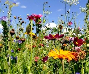 8 gestes pour prendre soin de la biodiversité