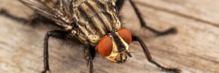 Anti-mouche naturel : 15 idées hyper efficaces