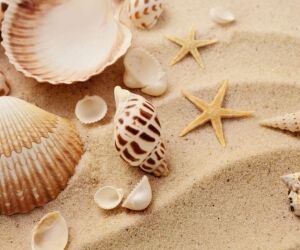 Sable, coquillages, corail... ramener des souvenirs peut vous coûter cher !