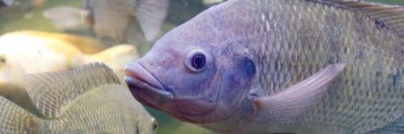 Zoom sur le tilapia, poisson le plus consommé du monde
