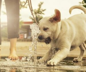 Comment aider les animaux en cas de fortes chaleurs ?