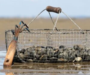 Pêche à pied : un bon moment dans le respect de l'environnement