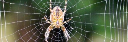 14 répulsifs naturels et efficaces contre les araignées