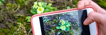 10 applications pour reconnaître les plantes en un clic
