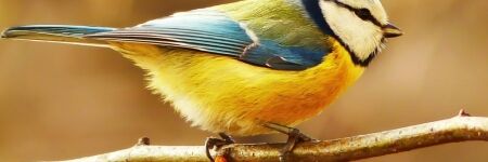 Birdnet, enfin une application pour reconnaître le chant des oiseaux