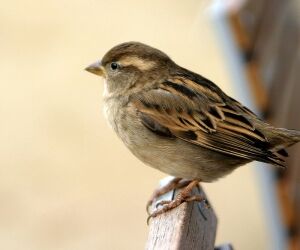 Faune IDF : contribuez vous aussi à la protection des oiseaux !