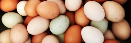 Comment savoir si un œuf est frais et bon ?
