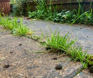Comment faire son herbicide maison ? Les recettes