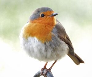 Voir et entendre des oiseaux, le secret du bonheur ?