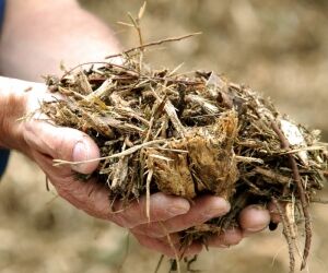 La biomasse, qu'est-ce que c'est ? Explications