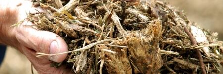 La biomasse, qu'est-ce que c'est ? Explications