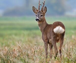 Le chevreuil, cette merveille de la nature