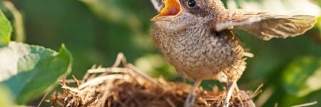 Aider les oiseaux à faire leur nid, un chouette coup de pouce