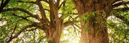 Pourquoi les arbres sont si importants au juste ?