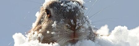 Comment les animaux passent l'hiver ? Différentes stratégies