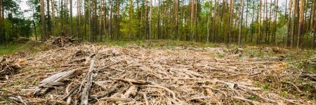 L’Union Européenne veut interdire l’importation de produits issus de la déforestation