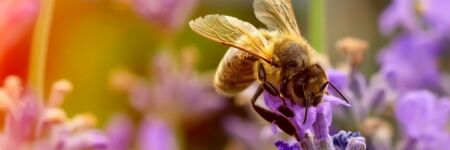 Les pollinisateurs, des maillons essentiels de la chaîne