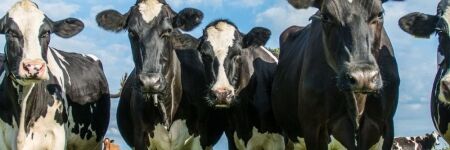 La Cour des comptes recommande de réduire le cheptel de vaches français