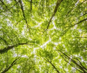 Micro-forêts urbaines, connaissez-vous la méthode Miyawaki ?