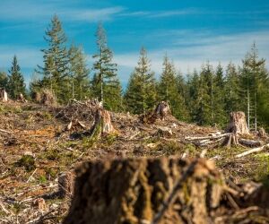 Coupe rase des forêts, une aberration