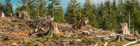 Coupe rase des forêts, une aberration