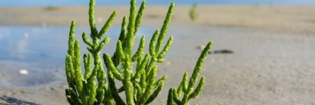 La salicorne, une étonnante plante marine aux nombreux bienfaits