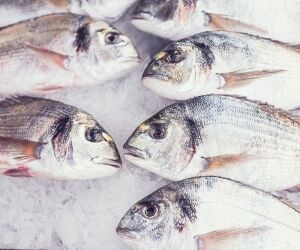 Le pagre, SOS poisson en danger