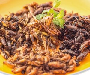 Manger des insectes pour sauver la planète, et pourquoi pas ?