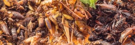 Manger des insectes pour sauver la planète, et pourquoi pas ?