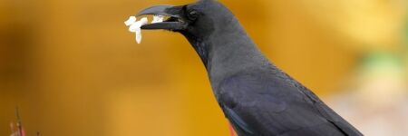Dresser des oiseaux pour nettoyer la nature : l’incroyable idée de Bird for change