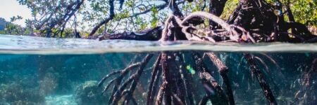 Les mangroves, des forêts pas comme les autres